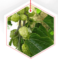 Vitt Mullbärsblad Ingrediens