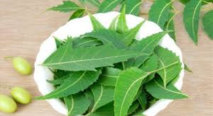 Neem
