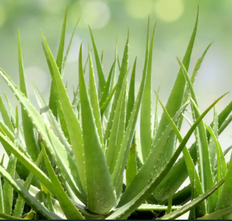 Aloe vera